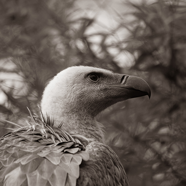 roofvogel